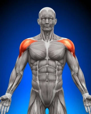 Sposoby na zwiększenie siły barków, trener personalny warszawa, trener personalny mokotów, personal trainer, trenerka personalna warszawa, trener osobisty, trener personalny ursynów